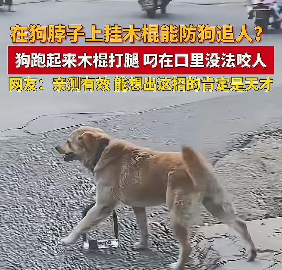 发明狗子限速器的人，可真是个天才[捂脸]

有些地方，特别是村子里，经常有狗群在