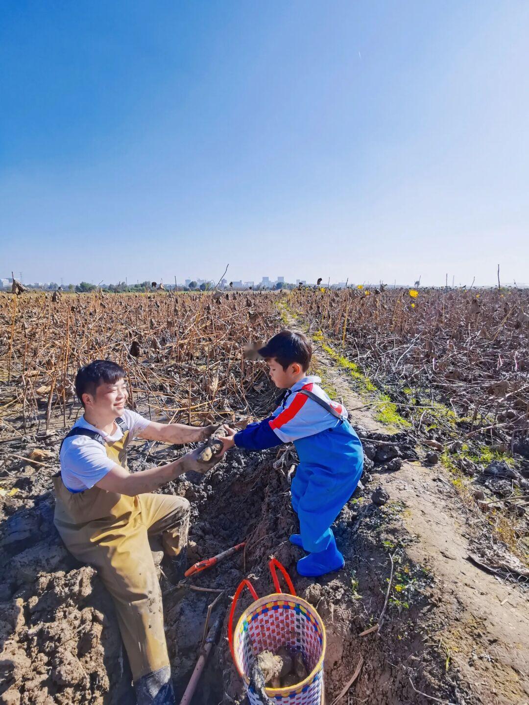 在西安✅竟然也可以带娃挖莲藕啦‼️