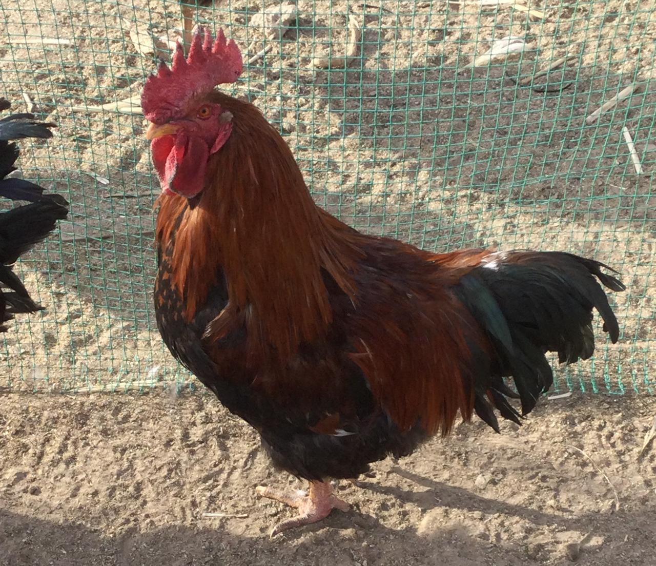 🐎马年迎新，🐔鸡香如意[福]
咱中国很多地区，过年🎉有吃鸡🐔的习俗，意喻