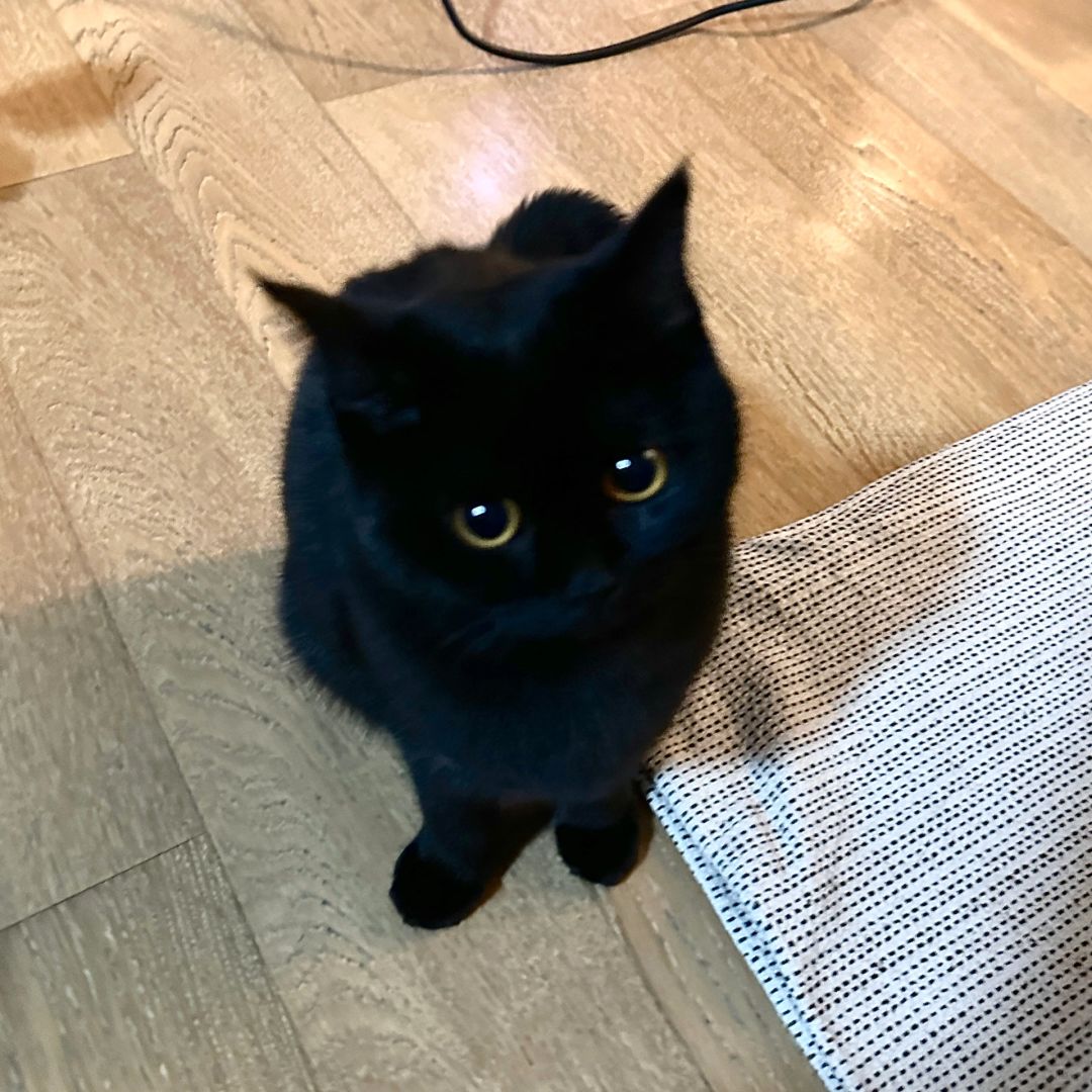 宝宝你连嘴嘴都没有、你让ee怎么亲你啊