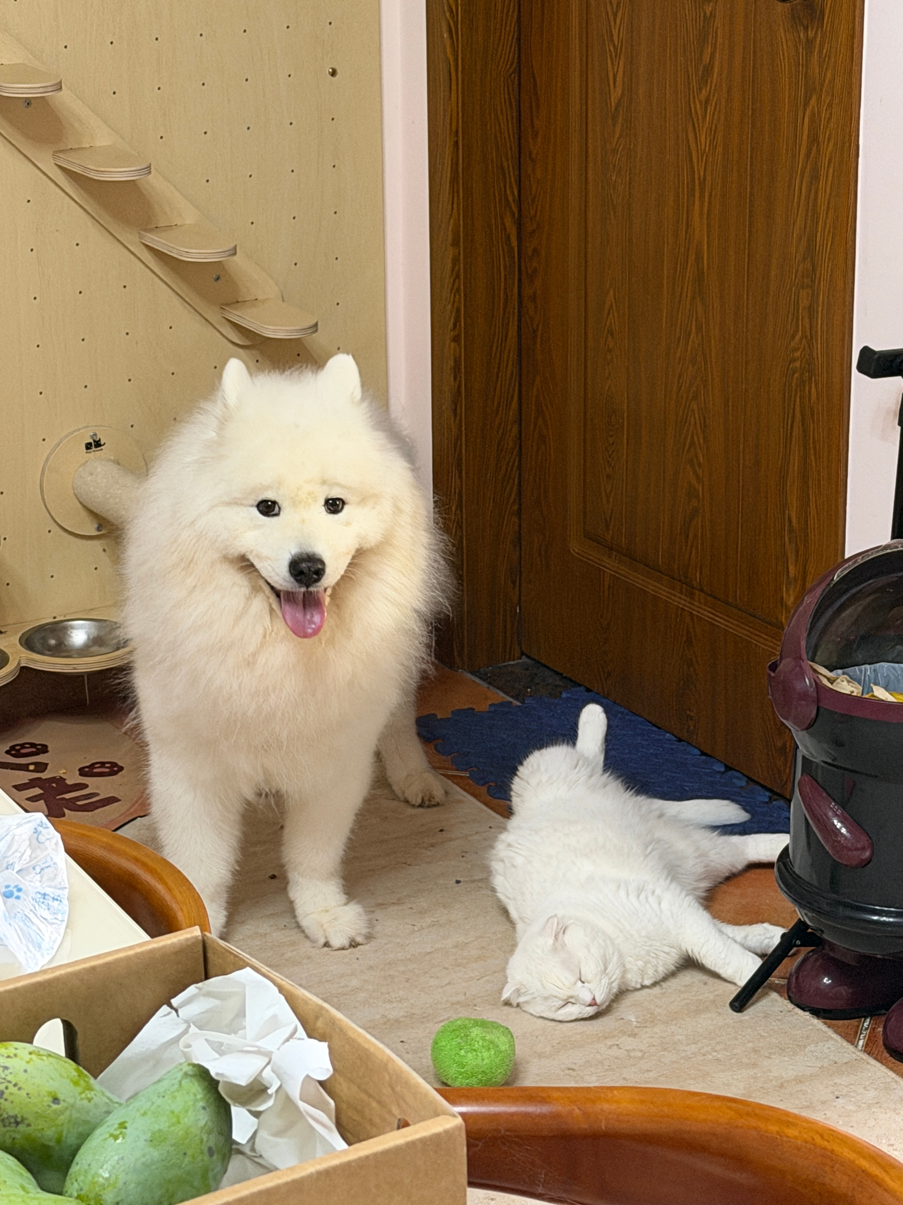 大白和小白。 ​​​