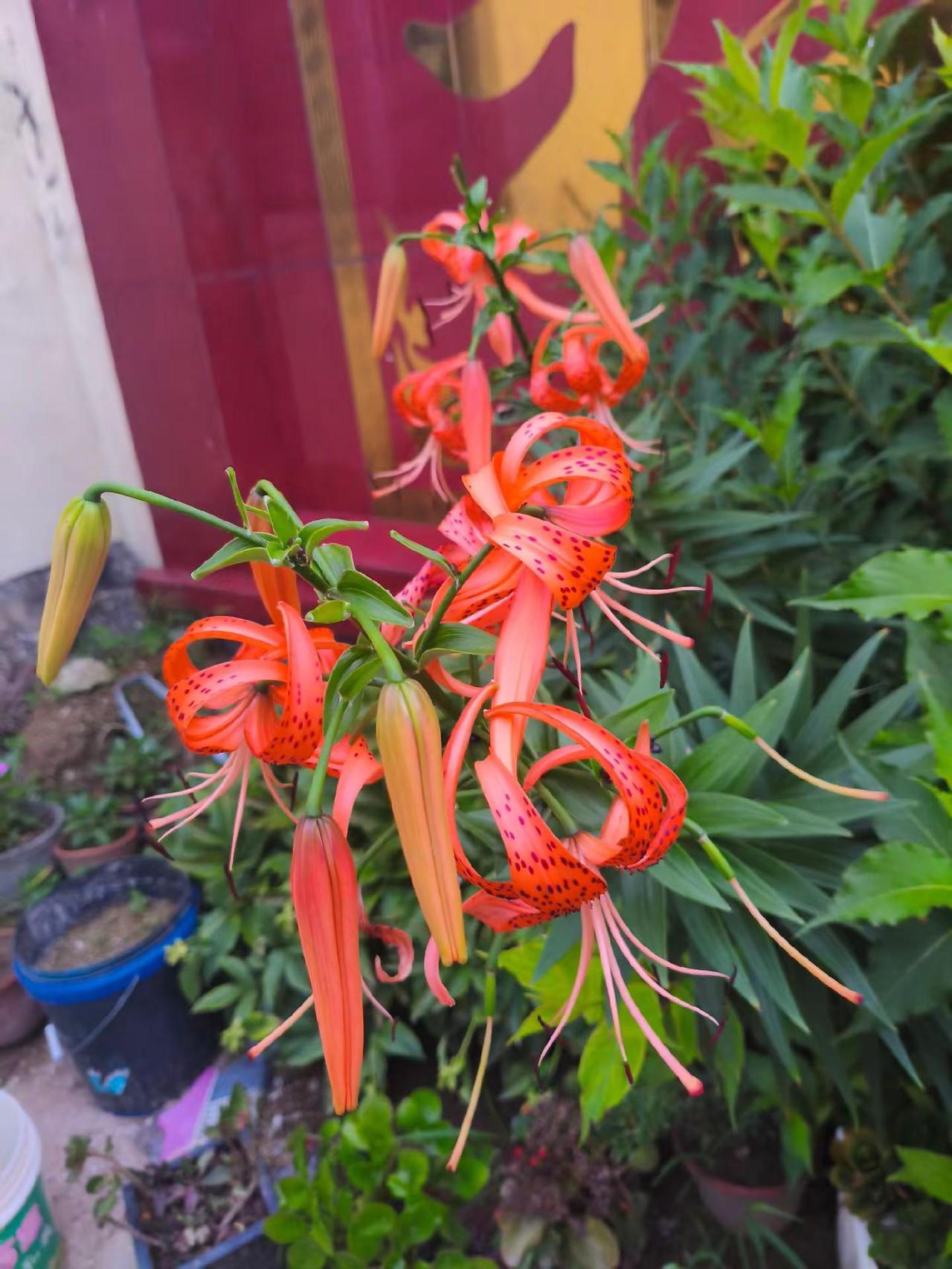 花草菜瓜大集合。拍摄于肥城市潮泉镇