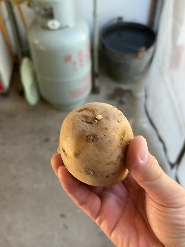马铃薯在你们家乡，方言怎么说？在我们老家叫“土瓜蛋子”！