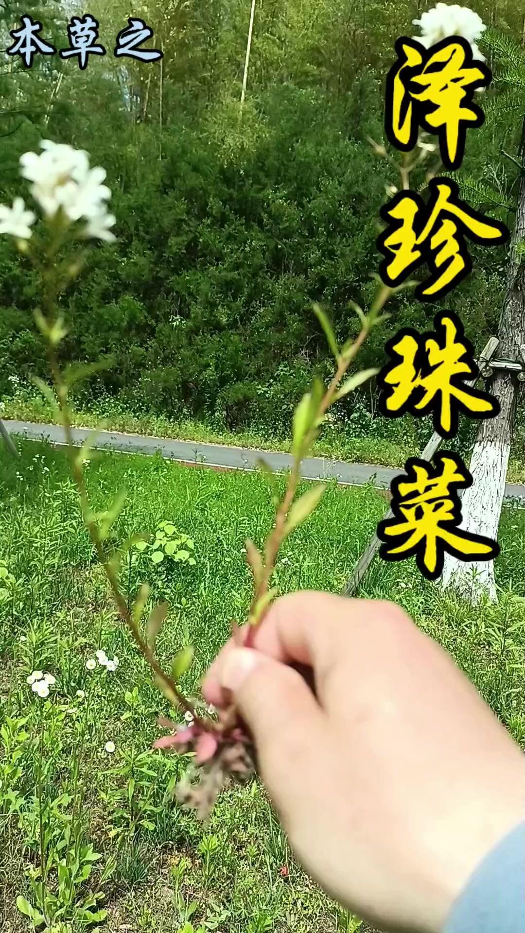 如果没有顶端的白色小花，埋没在草丛中的这株小草泽珍珠菜很难引起路人的注意。它是报