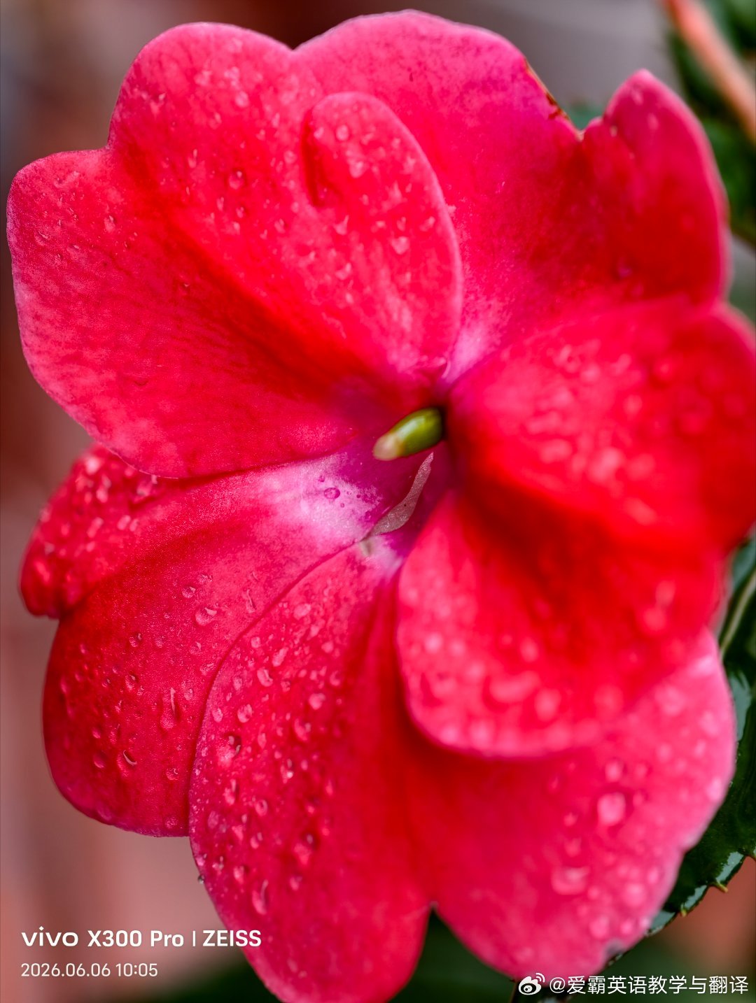 花开次第，恰似清词里的夏日芳菲～ 