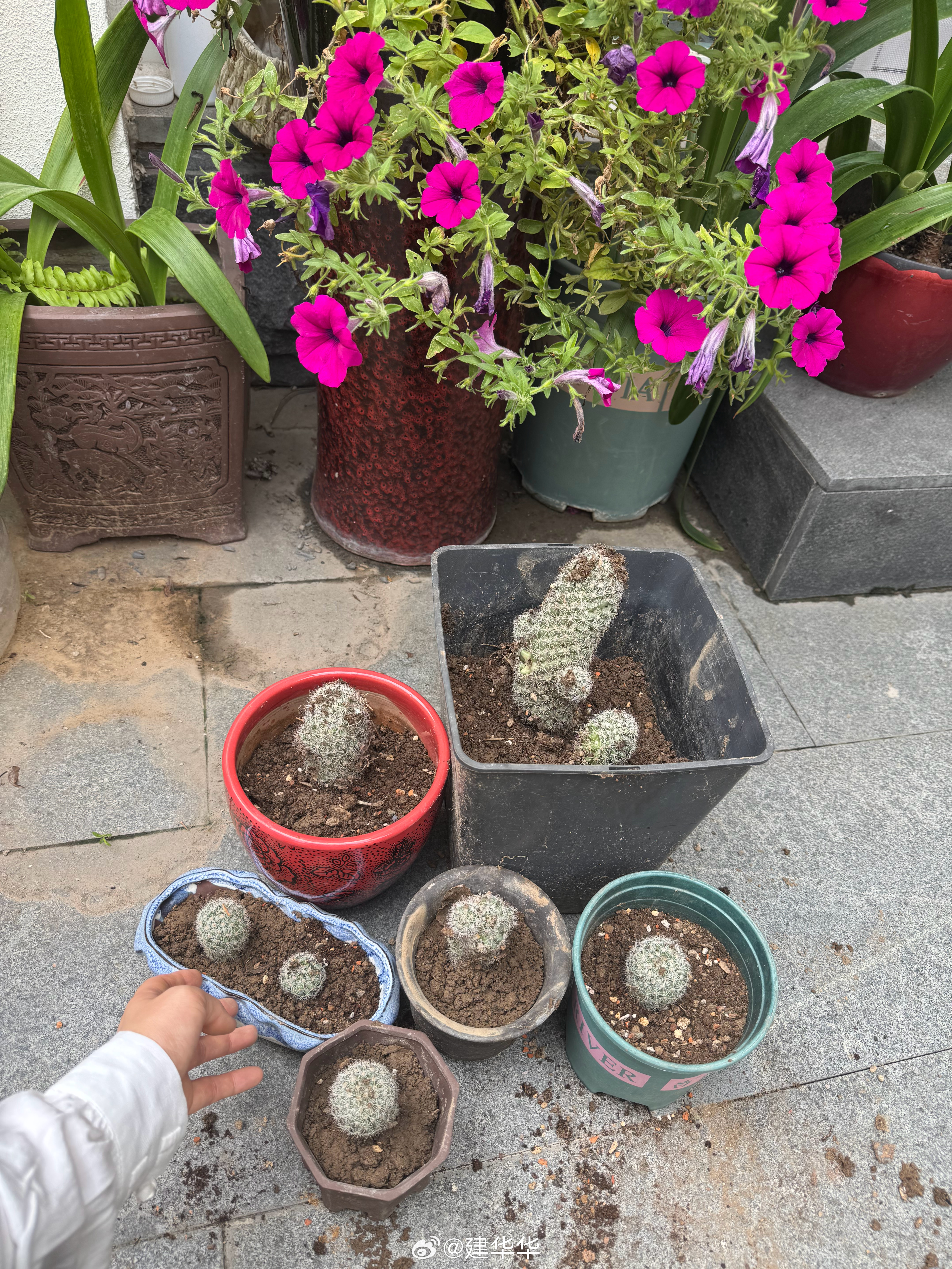 花草  养了四五年的仙人球，只顾着生小球顾不上开花，以前的开花机器现在的颜值低谷