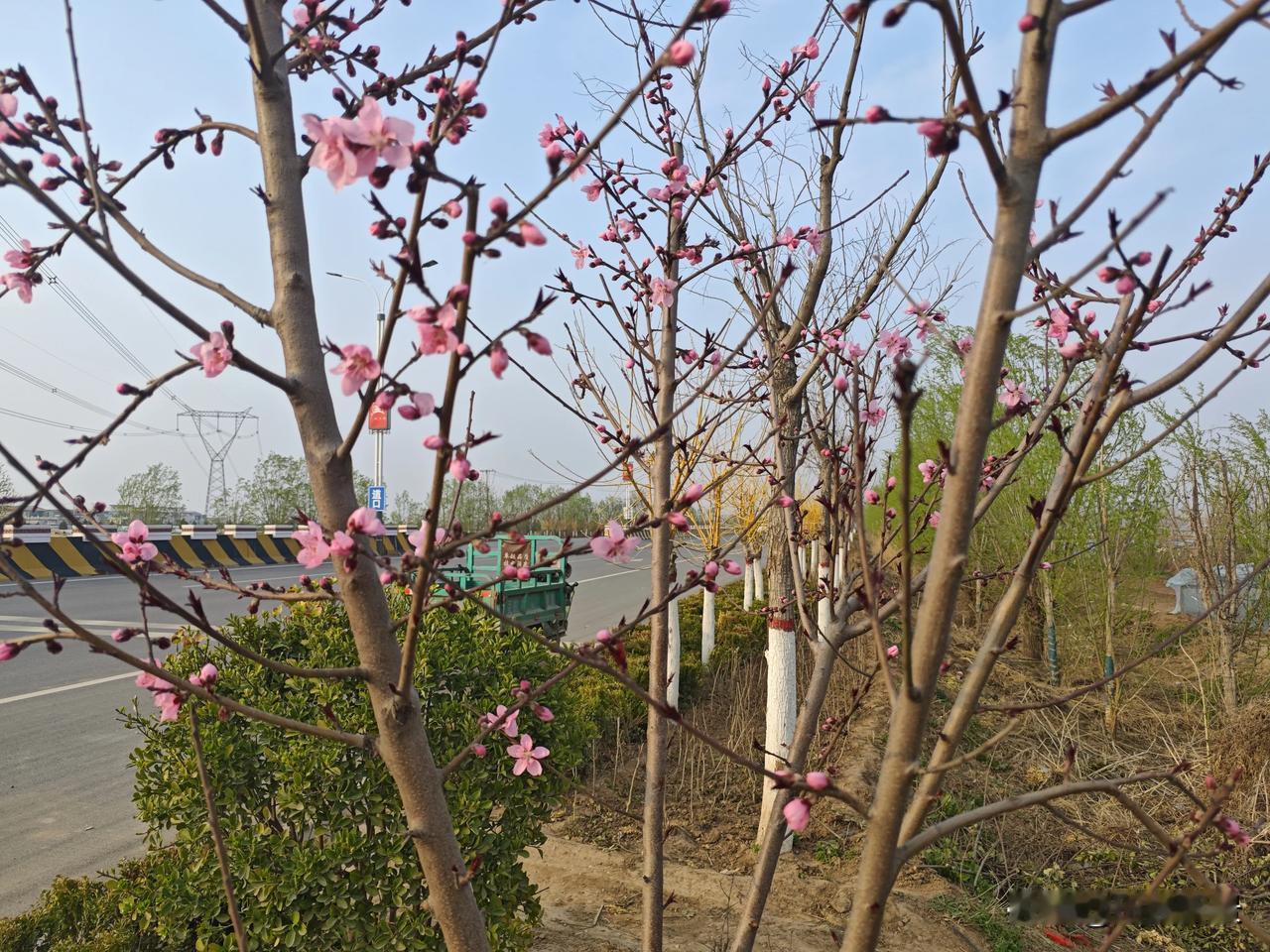 七律·桃花
 
春深万树染霞红，
映面佳人入画中。
一缕香魂随风散，
千枝艳色映