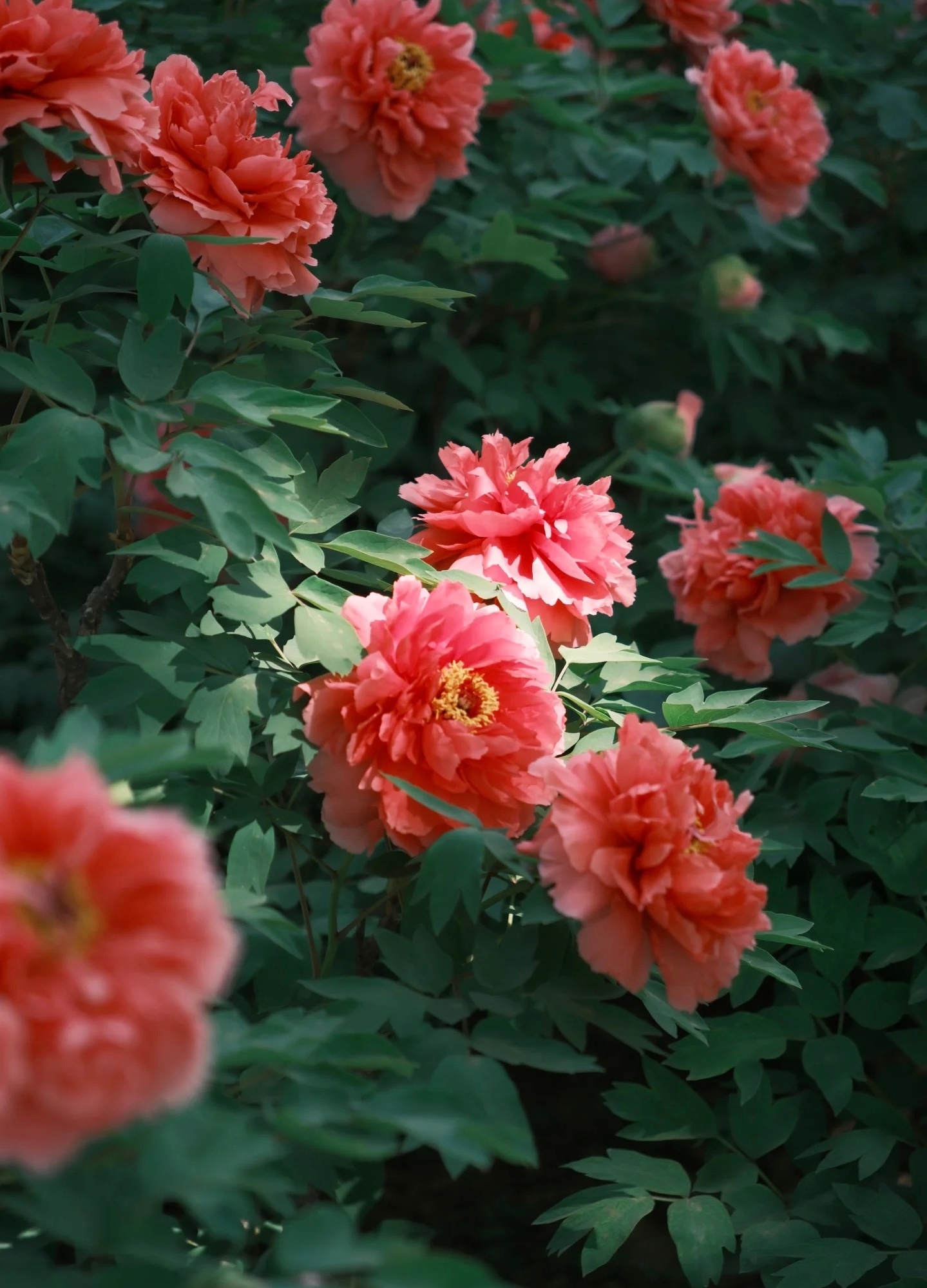 牡丹不管开在哪里都是国花 随便一拍都好看！牡丹不管在哪开都美得很高级，端庄大气，