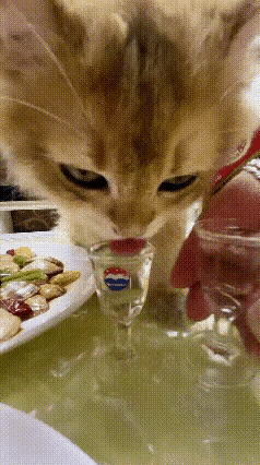 人到中年看透了世态炎凉，不想也不愿再去参加不必要的酒场，逢场作戏实在心累。想喝酒