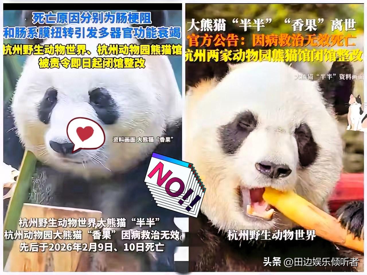 杭州最近火了，把一手好牌打得稀碎！原因是接连养死了五只国宝大熊猫，最近去世的是半