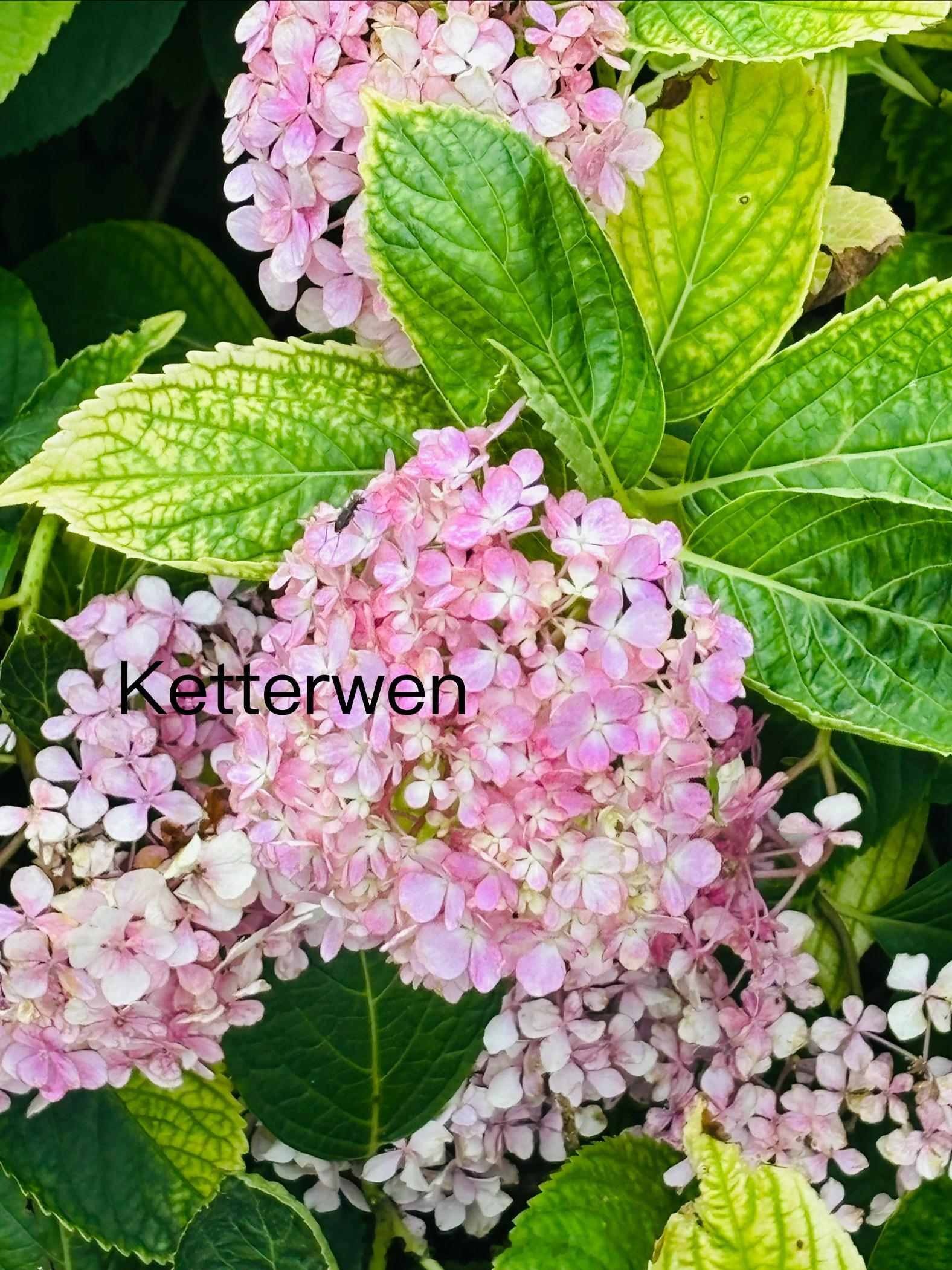 五月初三の🌸🌸  专栏 · ketterwenの騎行紀錄