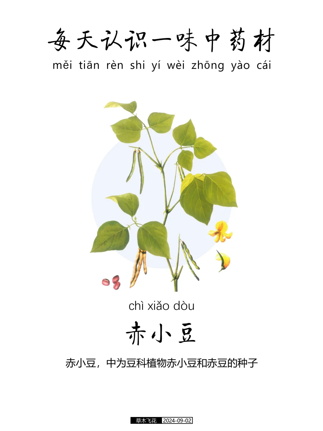 每天认识一味中草药-赤小豆🍀