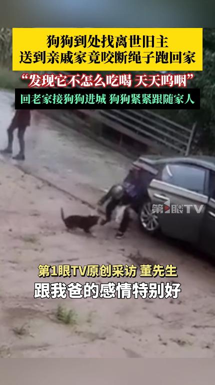 这就是命啊！8月18日，四川绵阳，一老人离世后，儿子将家中的狗送到亲戚家喂养，之