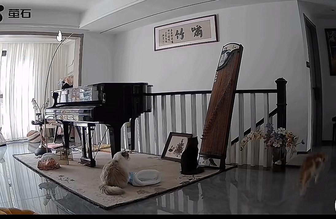 这就是养宠物的乐趣，家里时不常会发生故事，刷到该视频觉得太搞笑😆主人半夜听到客