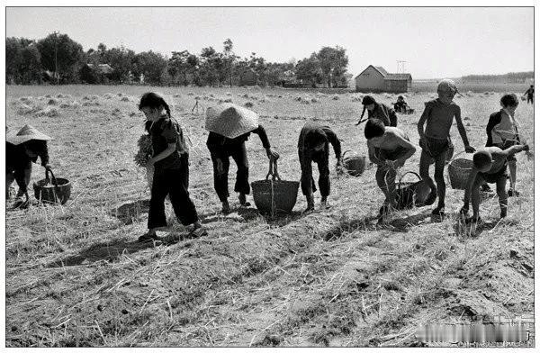 六七十年代收割时生产队安排人看庄稼、夜晚安排民兵守晒谷场和仓库。请问一下左棍们是