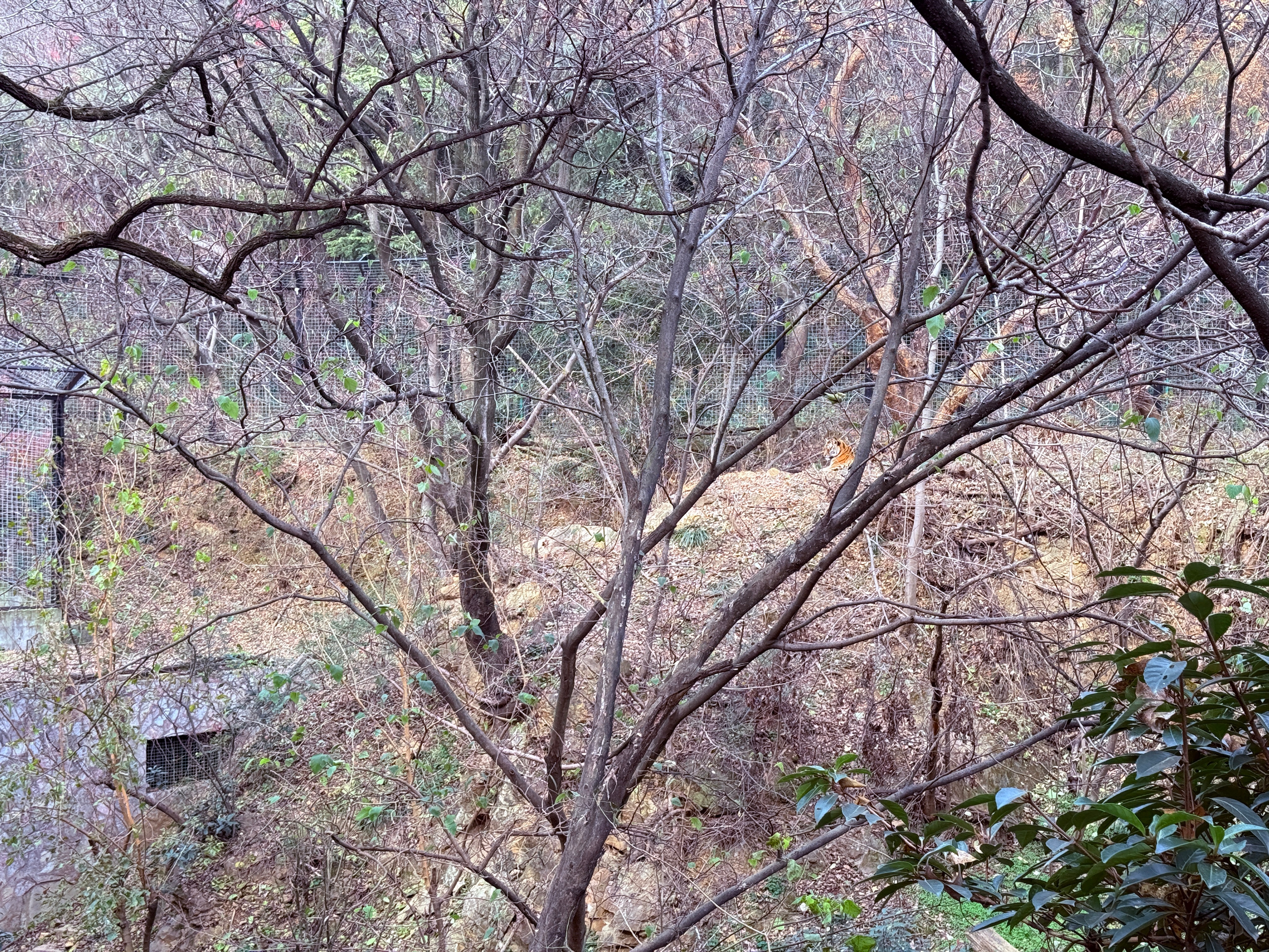 南京市红山森林动物园  东北虎  红山虎馆  乍一看啥也没有，仔细一看虎静静地趴