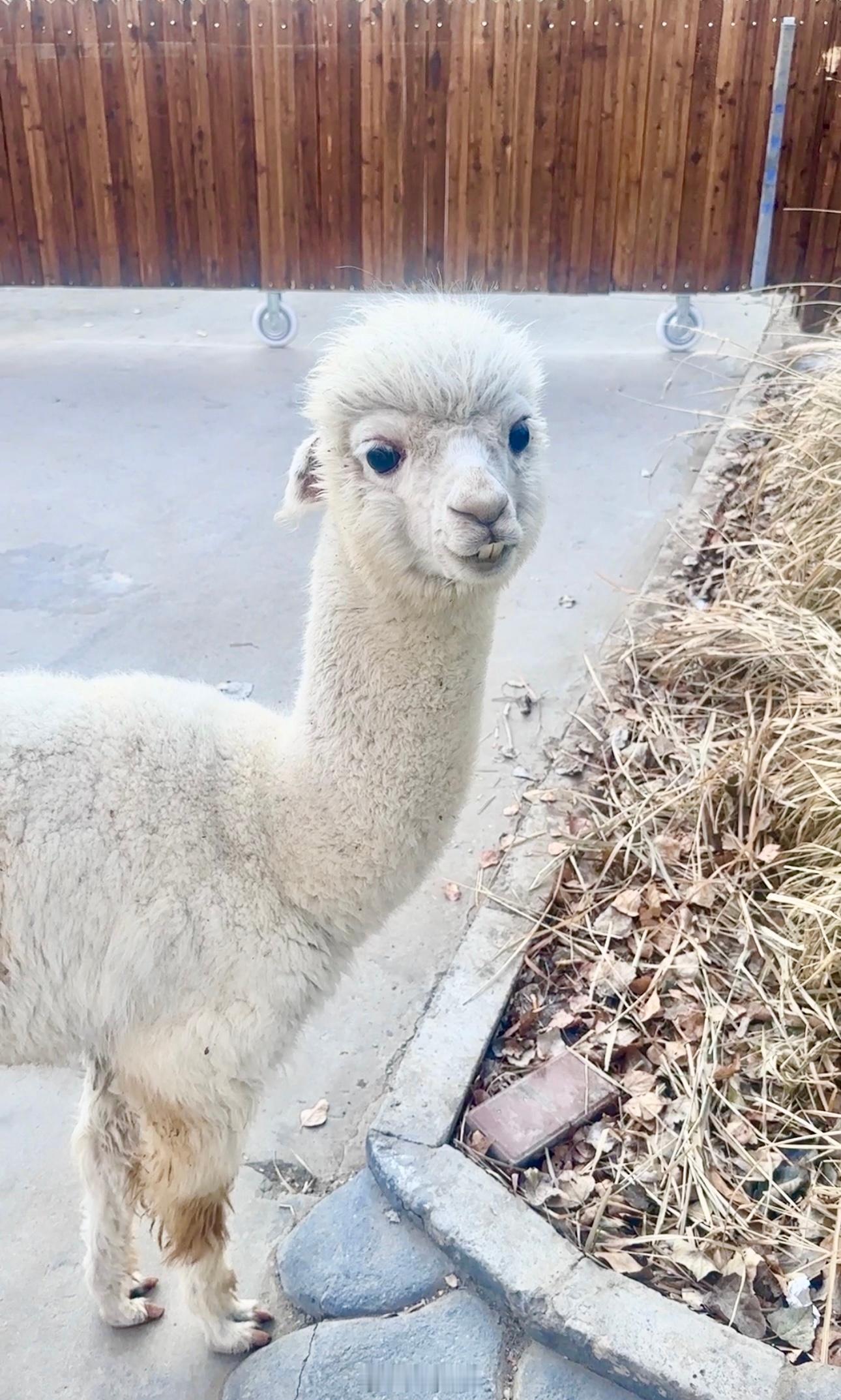 🎣 我是一只鱼  ​​​