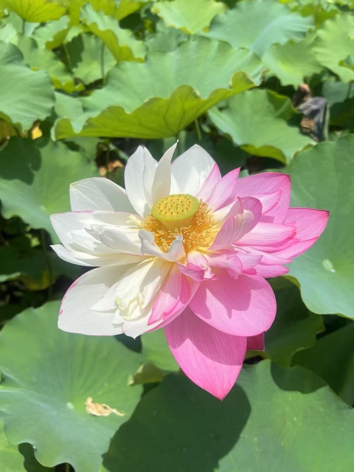双色荷花，见者好运 