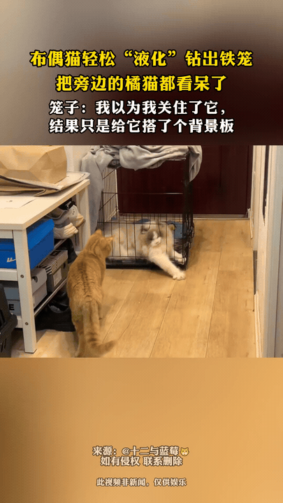 猫：没有我钻不过去的缝

铲屎官本想把布偶猫关进铁笼，谁料这只软乎乎的布偶当场开