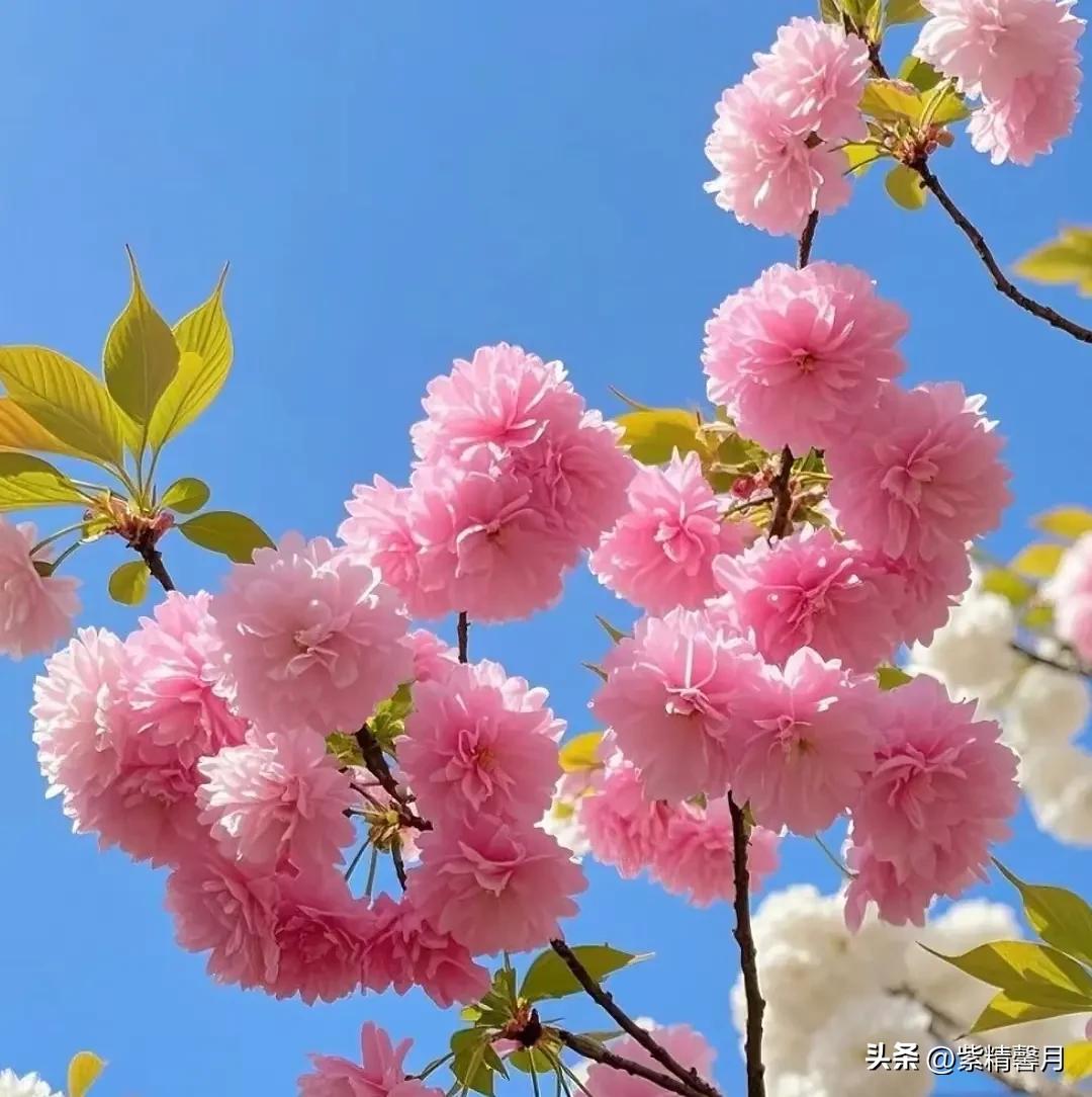 晒晒随手一拍美丽的花朵真的发现，人没必要事事都去证明自己。有时候稍微展露一点锋芒