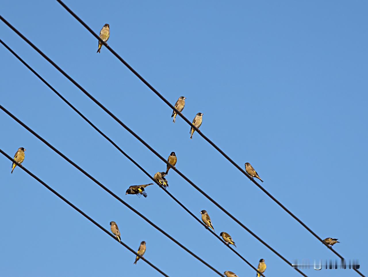首见成群结队的金翅雀！
以前在山中拍黑头金翅雀，最多两三只出现。今天在滇池之滨一