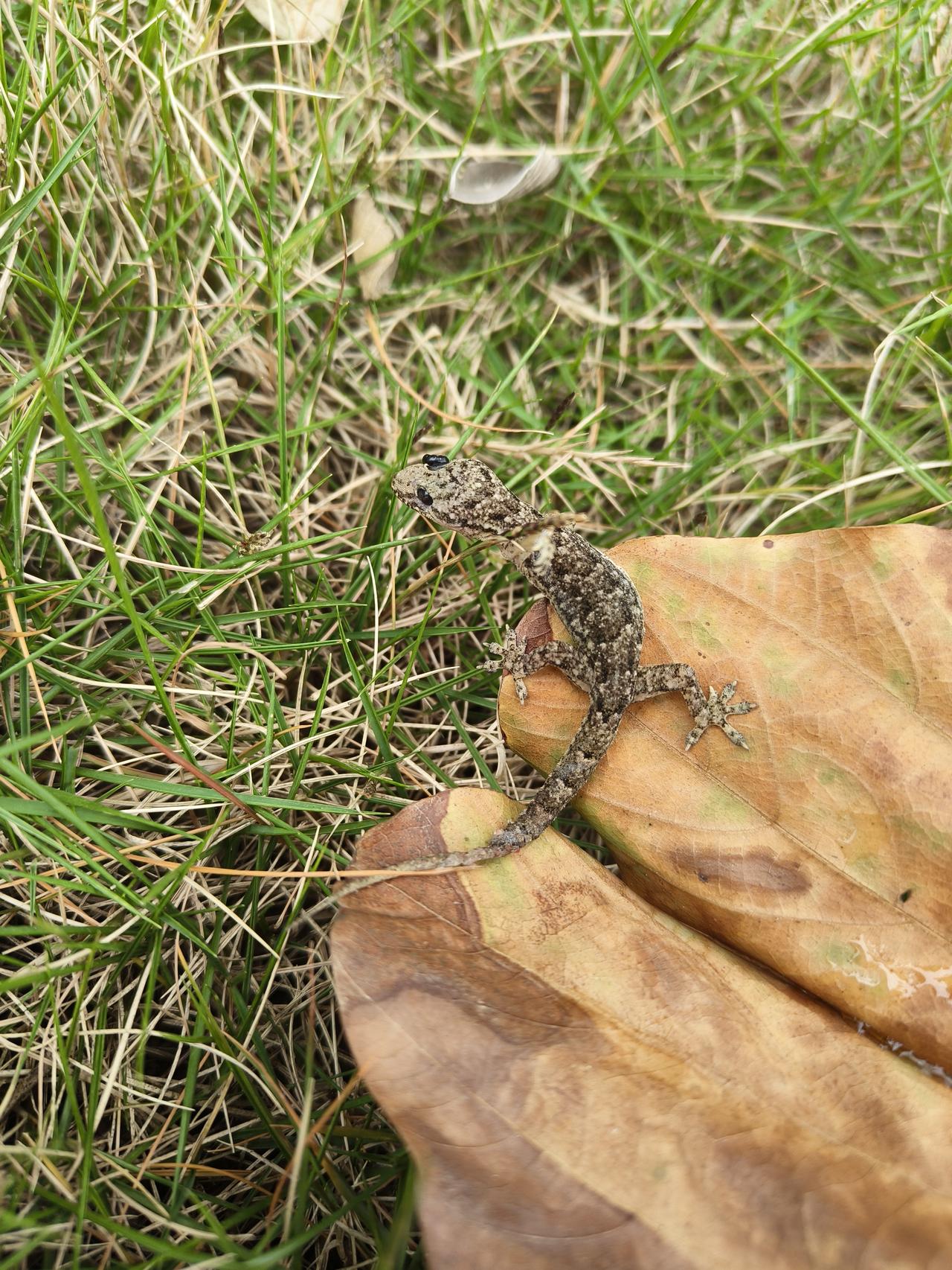 每日生活的感悟年龄大了，莫名慈悲，看到有个应该是被踩了的壁虎，顺手拿个叶子把它移