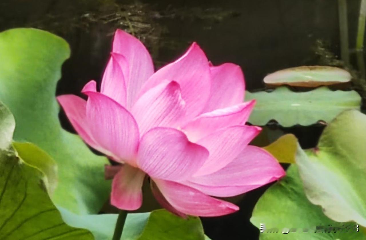 药店老板们互相串门的频率明显高于过去，都在打探“军情”，寻求一种心理安慰！

最