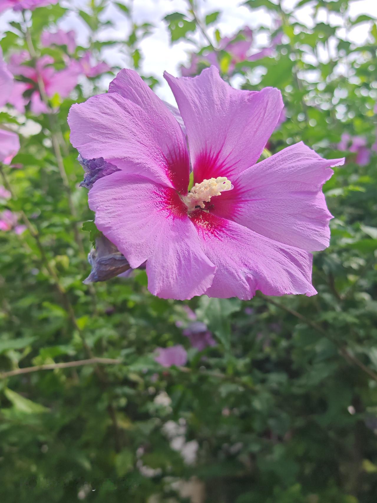 紫花绿叶，芬芳扑鼻。北京通州玉桥中路南口木槿花西月锦绣
