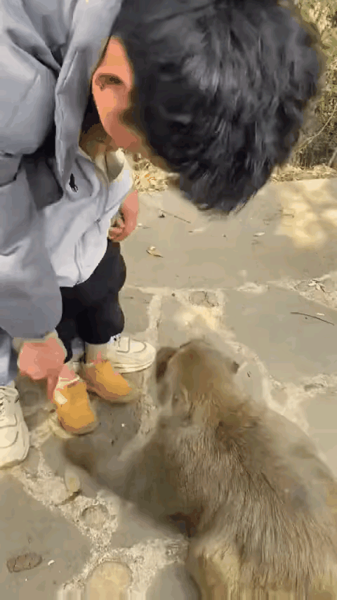 再次说明，畜生就是畜生，不会以人的好意而转移。