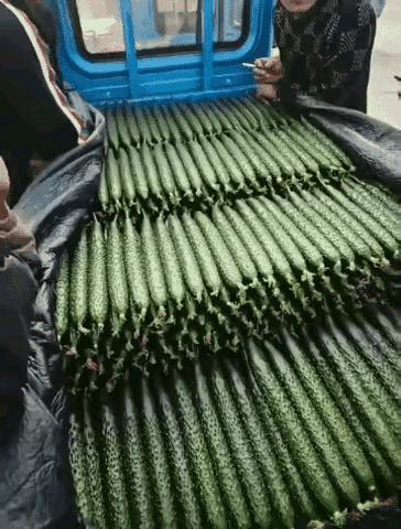 这黄瓜摆得比我人生还整齐，丰收的快乐谁懂啊！