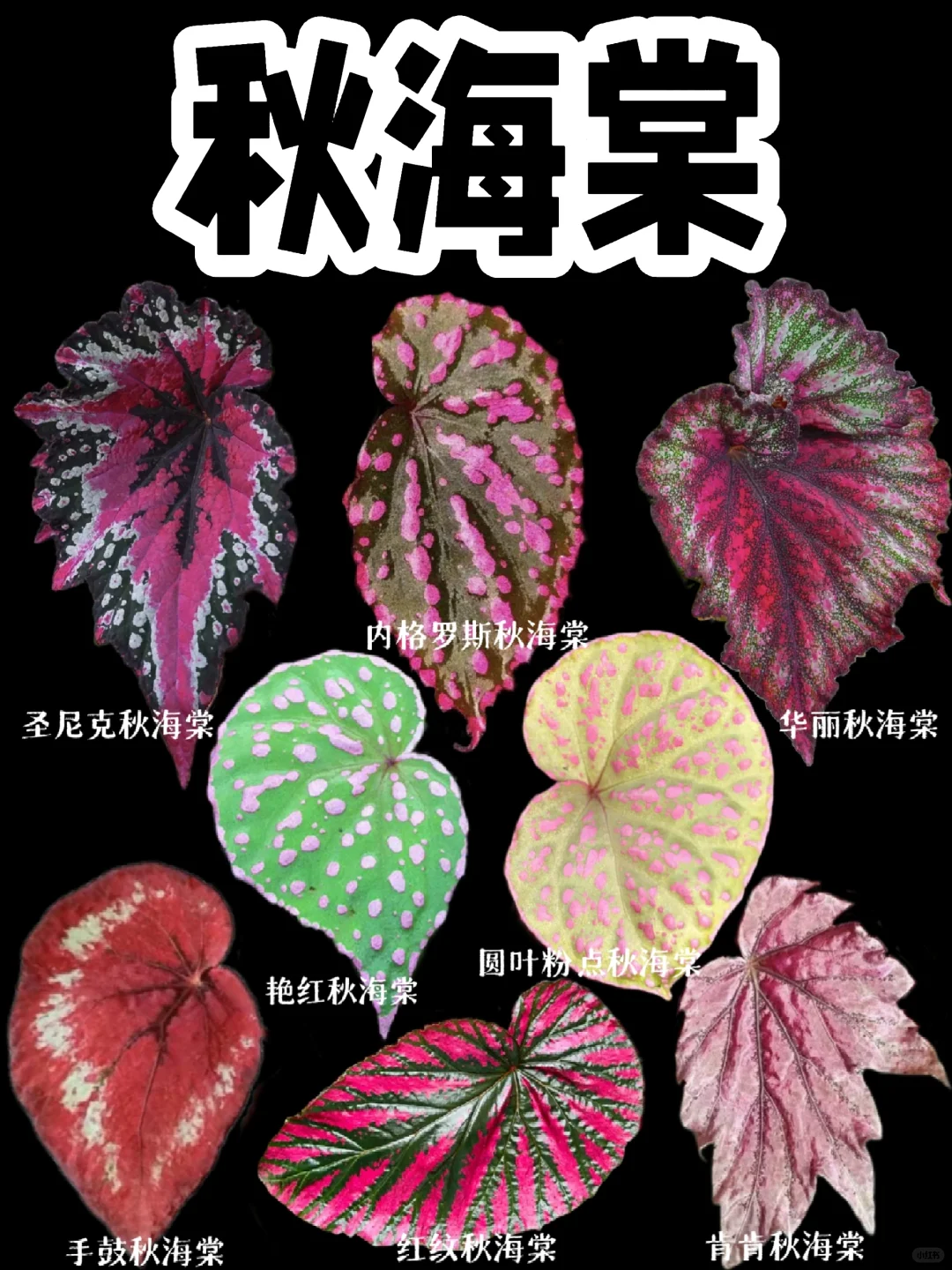 【秋海棠】红色元素的秋海棠
