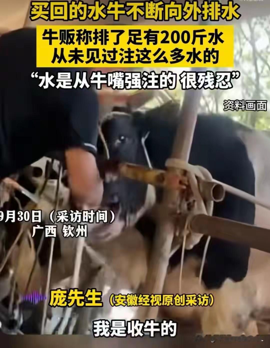 不知道大家有没有听说过？活牛被硬灌200斤水卖，牛疼得跪地流泪，商贩：不灌就赔本