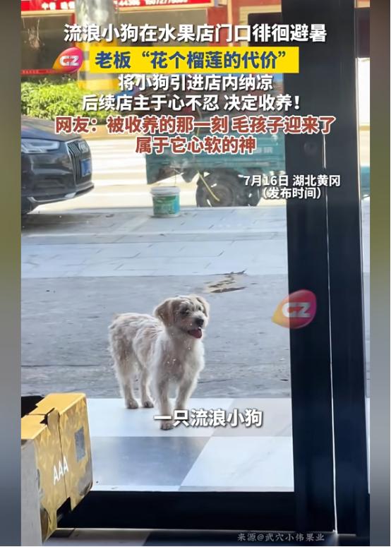 湖北黄冈，一家水果店门口来了一只流浪狗，因当天天气炎热，狗子则在店门口吐着舌头，