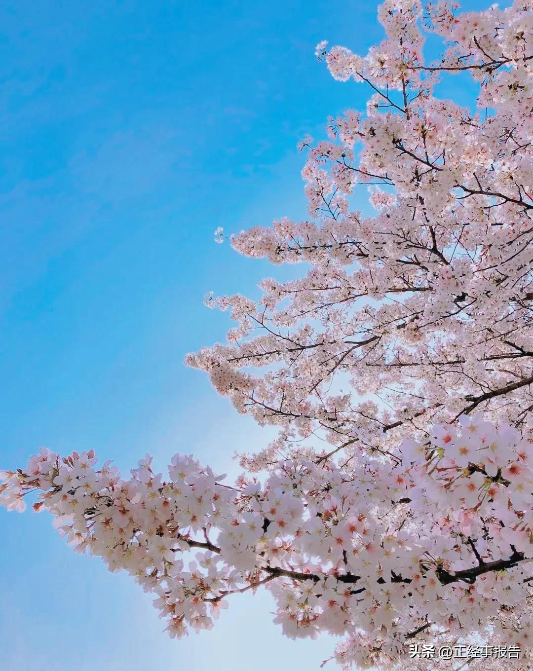 又到了一年一度的樱花季，无锡的鼋头渚景区周边道路虽然有交通管制，但依然堵成猪肝色