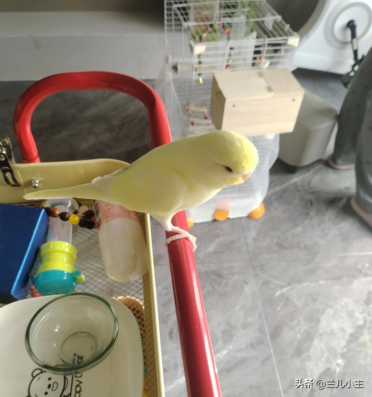 为了去拍小鸟，我今天又去闺女家了，闺女今天休息，她让我去她家待着。

闺女家很干