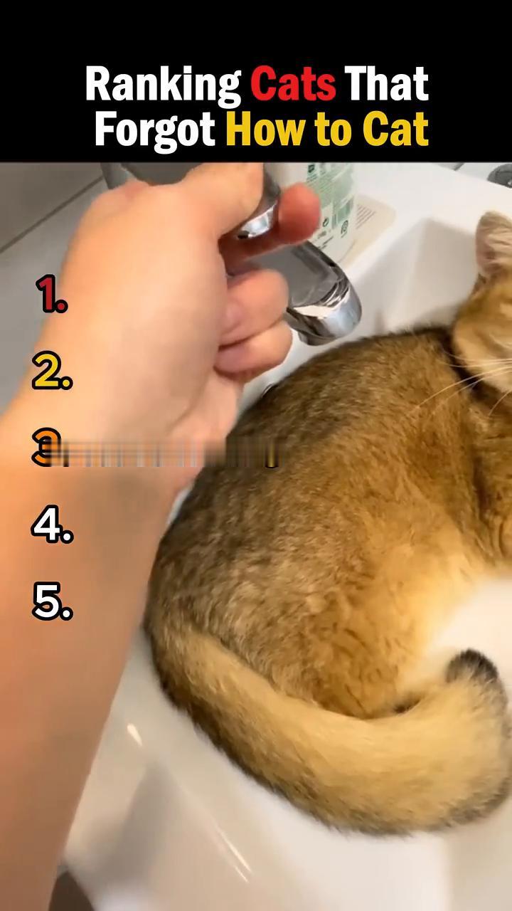 Ranking Cats That Forgot How to Cat？
3.c