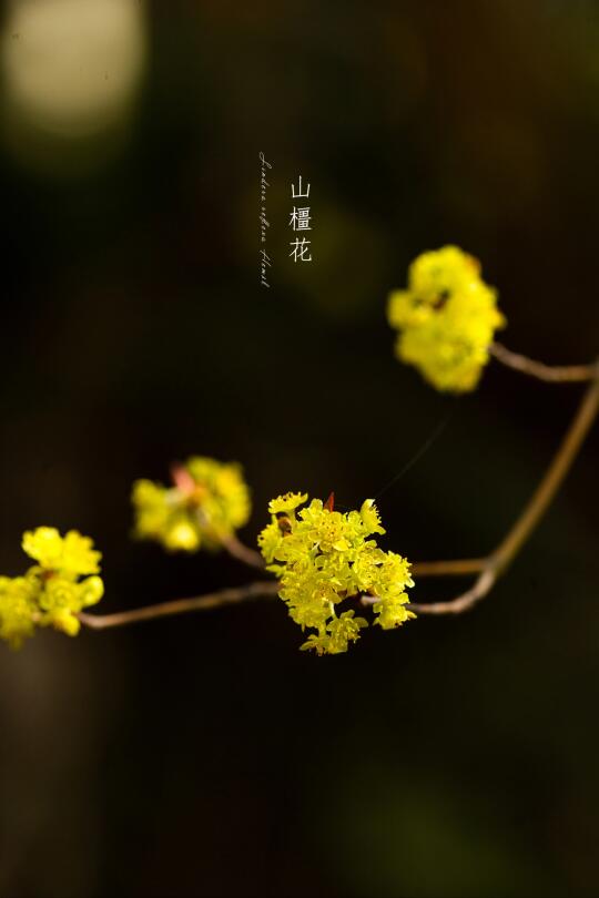 山橿花|Lindera reflexa Hemsl