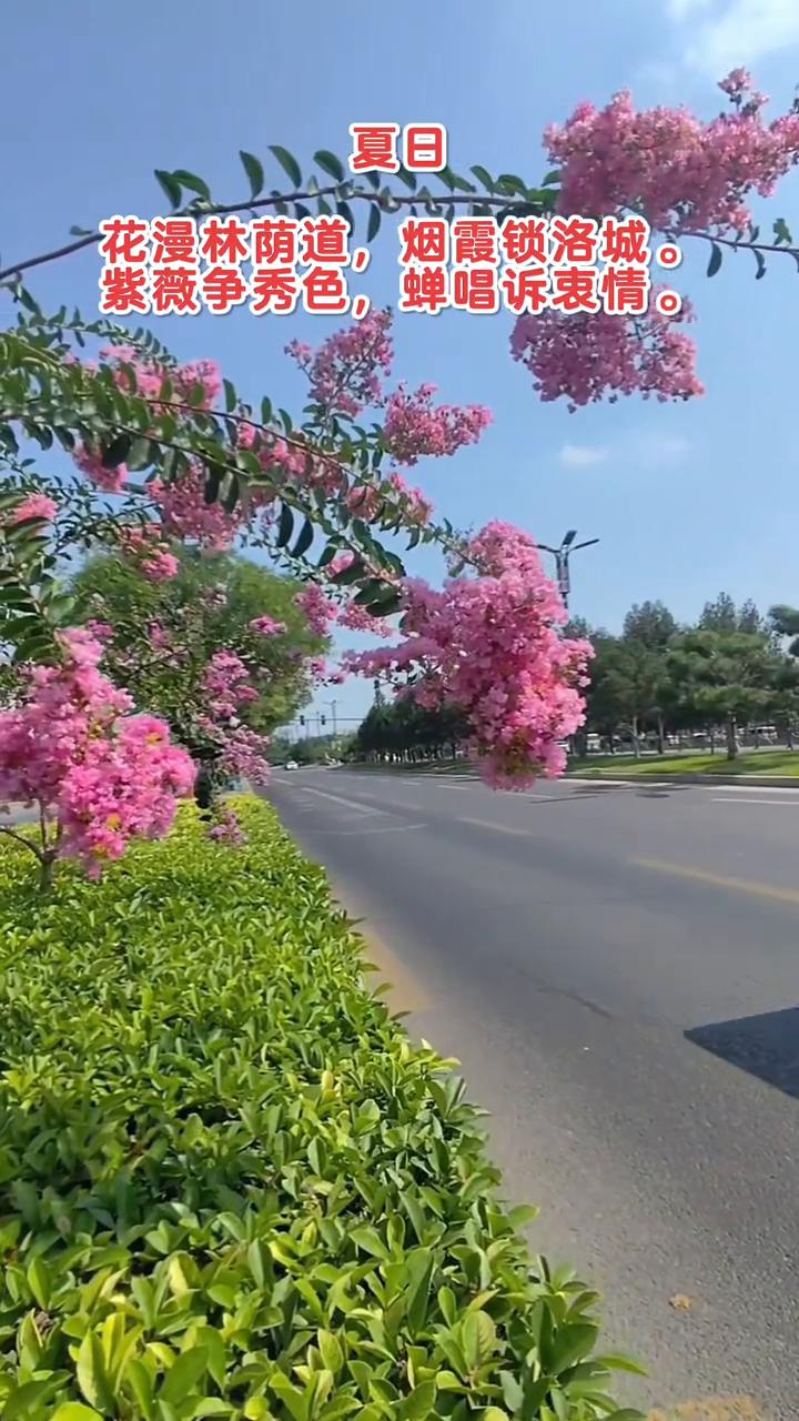 夏日。
花漫林荫道，烟霞锁洛城。
紫薇争秀色，蝉唱诉衷情。