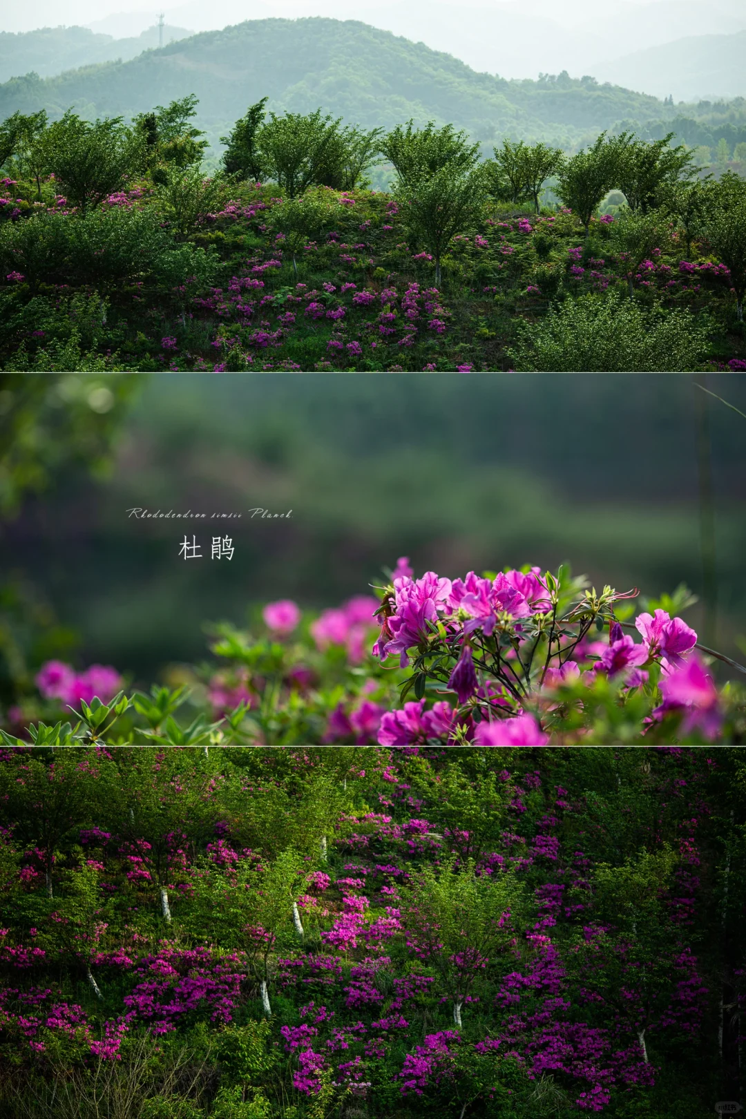 误入杜鹃深处