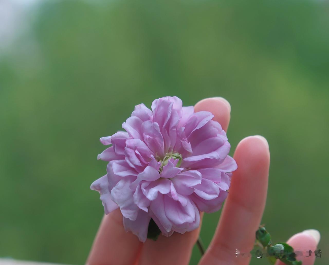 多云转阴
偶尔掉几滴雨
这样的天气
我的蓝色阴雨终于盛开了第一朵
然后就是第二朵