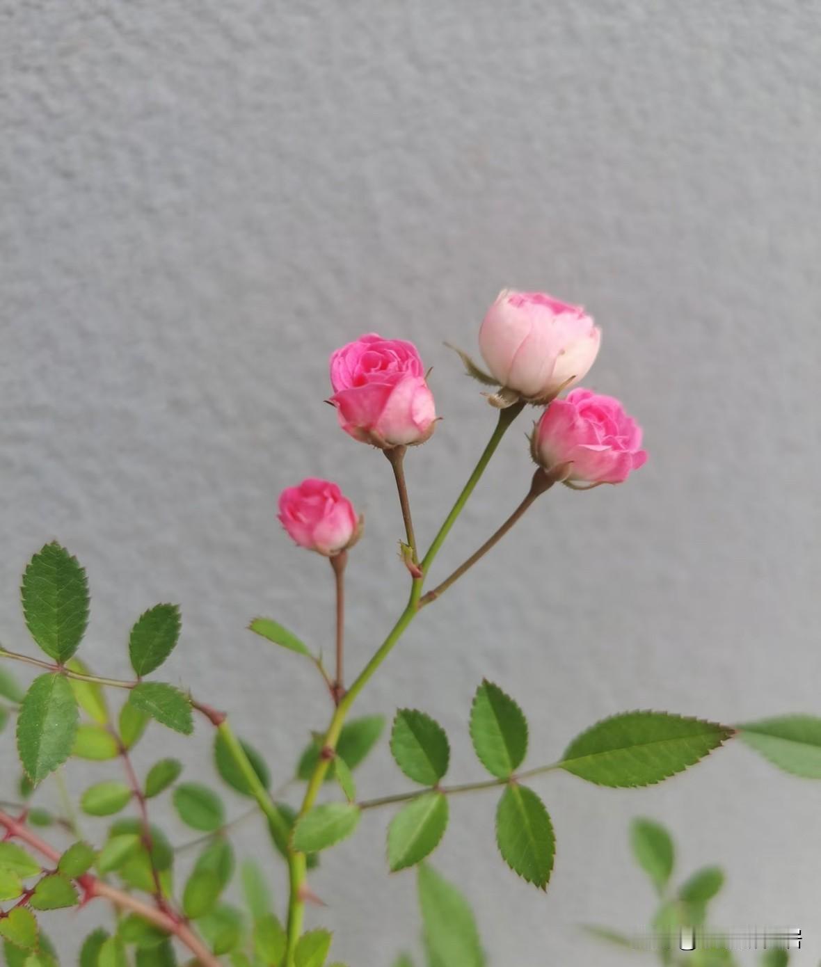 记录我的2026天还在开的月季，天气越来越冷了，感觉开完这个应该就不会开了