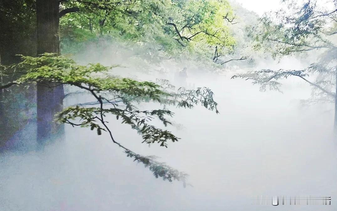 【雾锁青杉·仙境人间】——国家植物园樱桃沟水杉林喷雾奇观
昨晚于头条瞧见国家植物