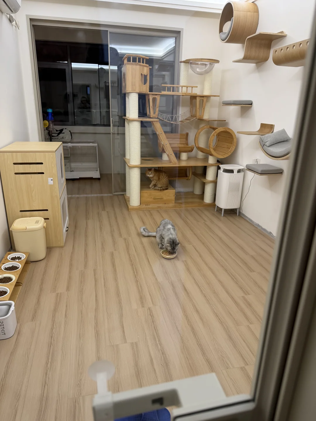 给六只咪的房间