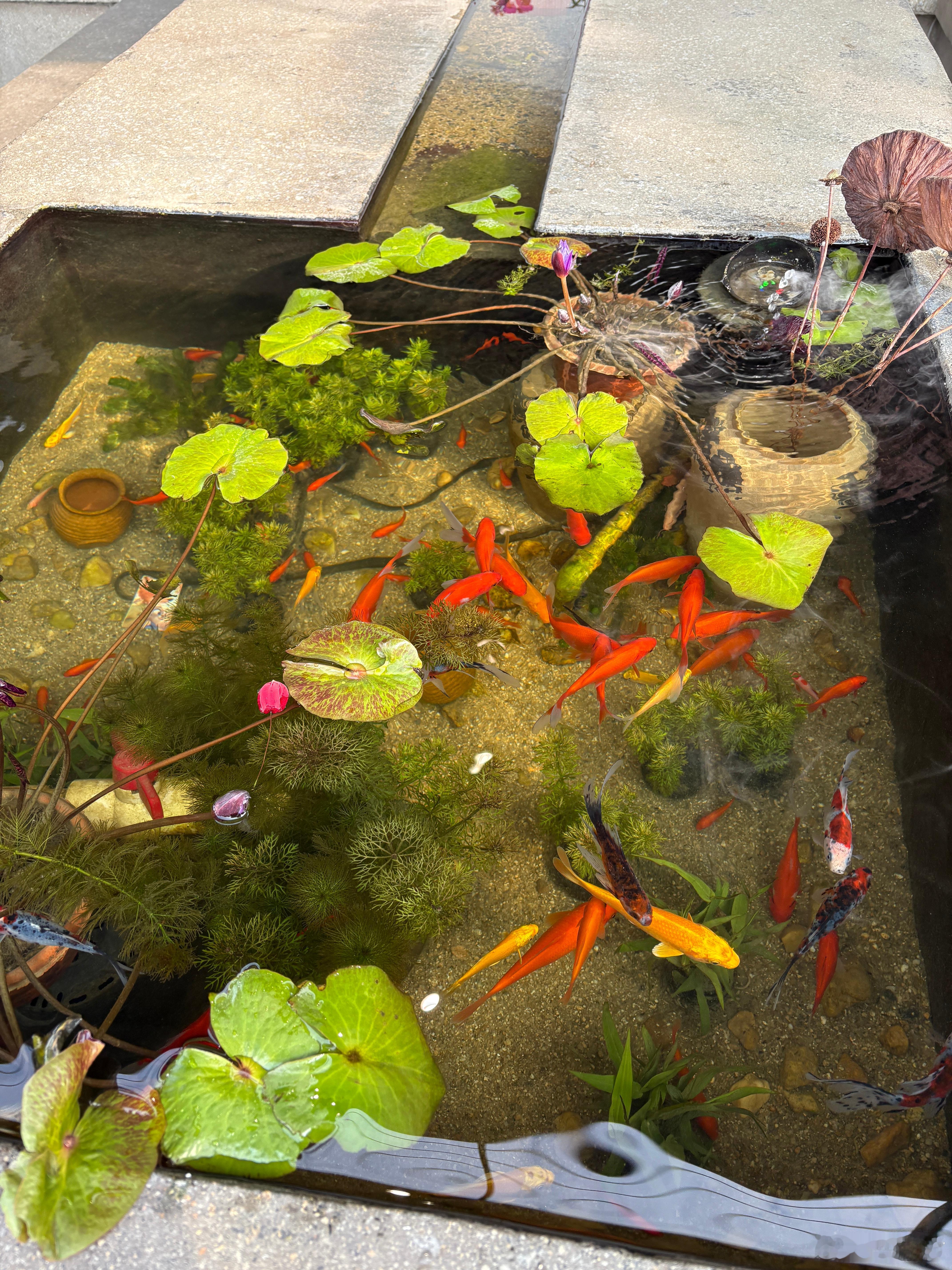 2026首个节气：立春。立春不仅是历法上春天的开始，更是宇宙能量场正式启动年度循