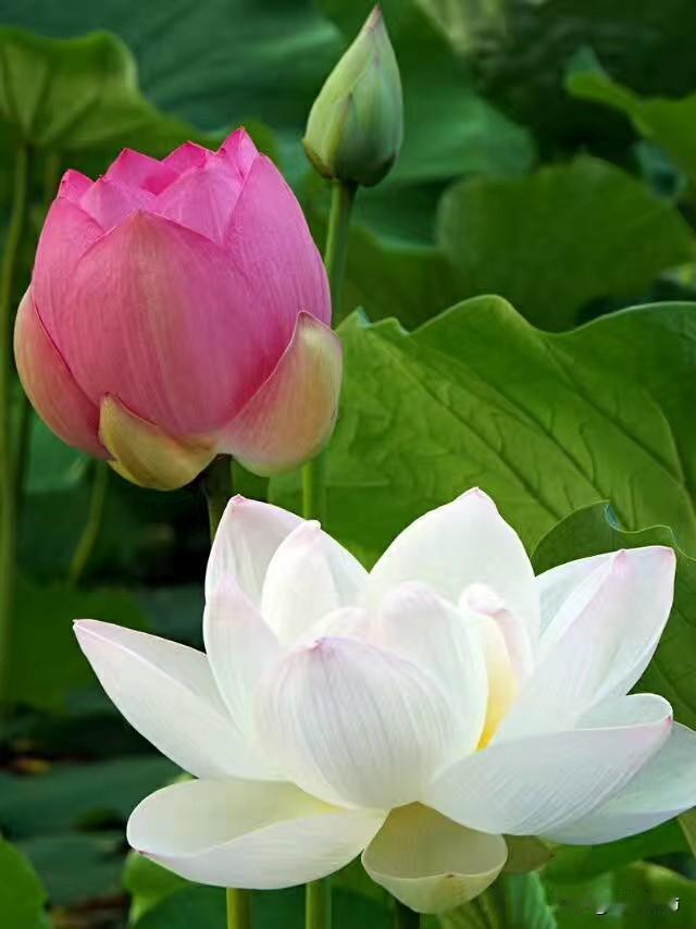 相册里的花花草草