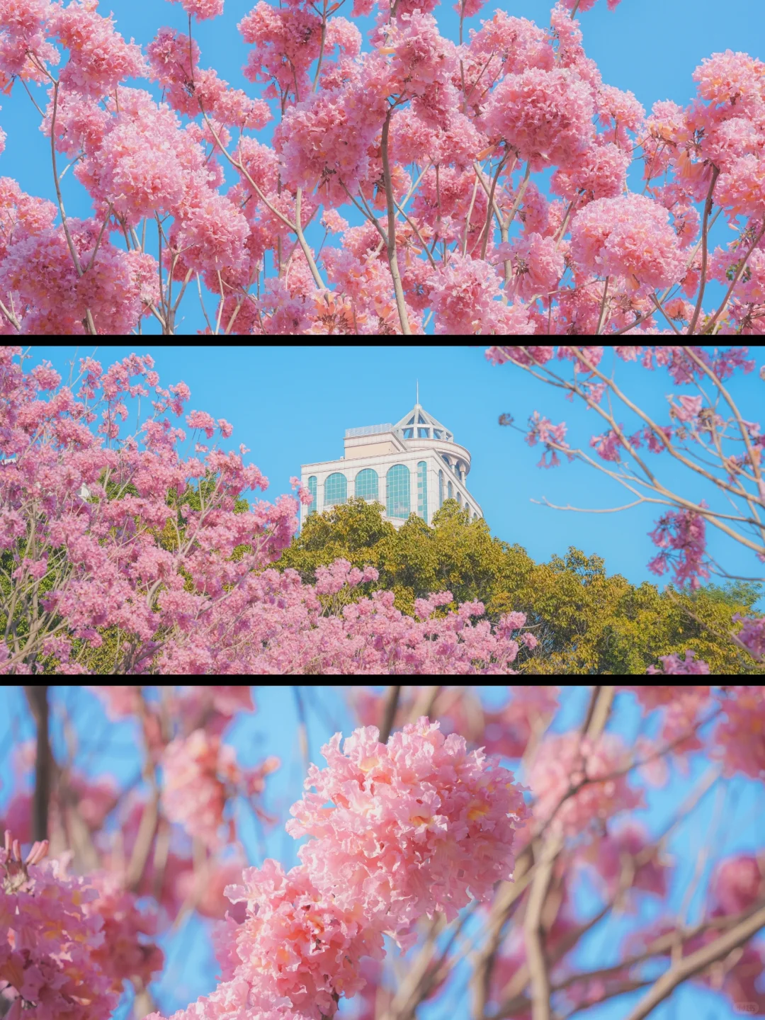 文化公园的紫花风铃木开了🌸好浪漫阿