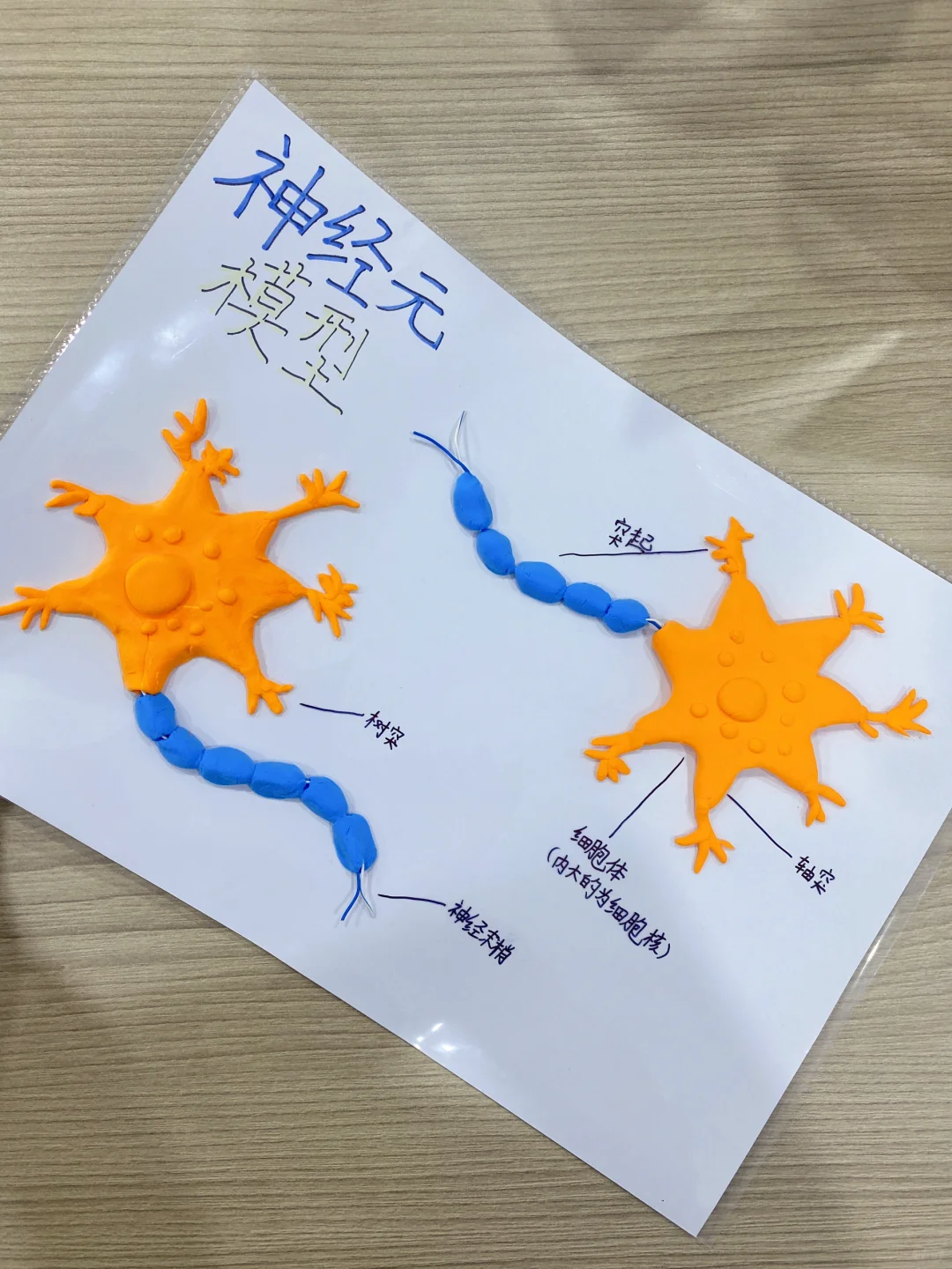 神经元模型制作作品，超轻粘土神经元模型