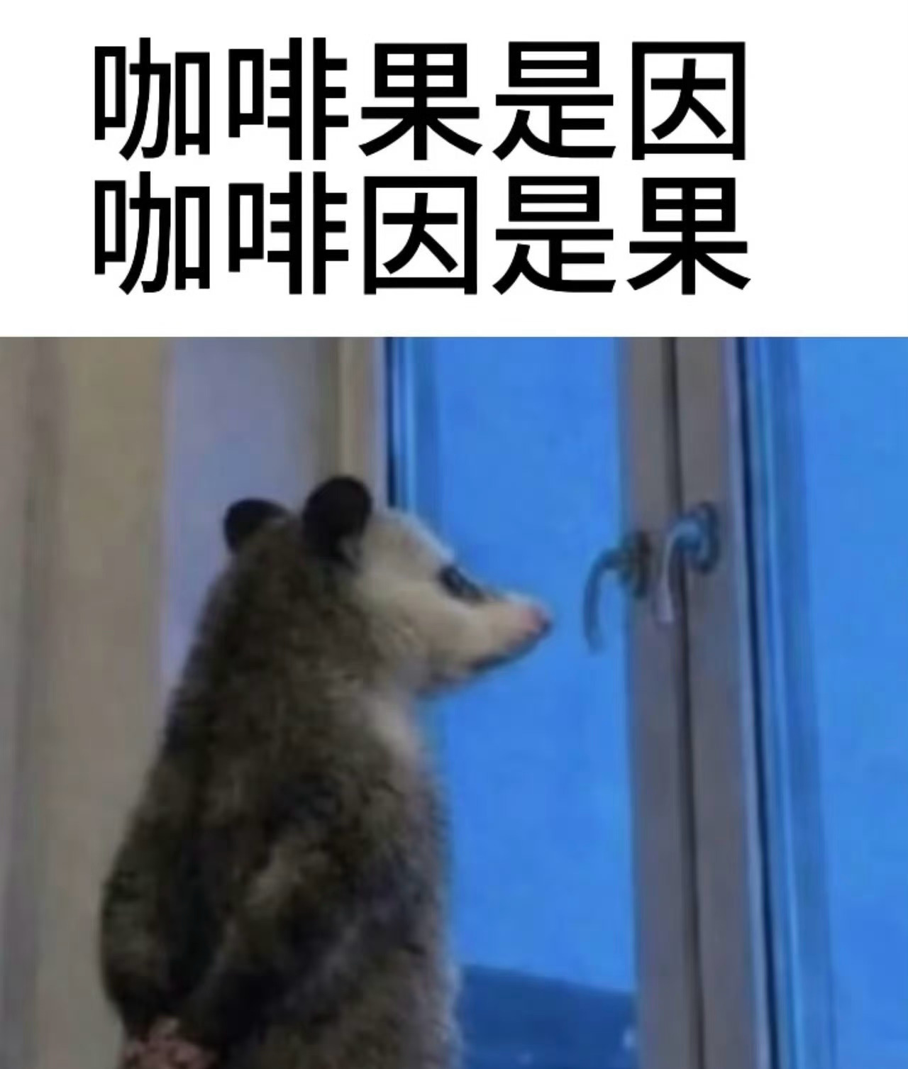 谁能拒绝一只负鼠呢圆溜溜眼眸软萌乖巧，垂着小耳朵缓步溜达，生性温顺怯懦，处处透着
