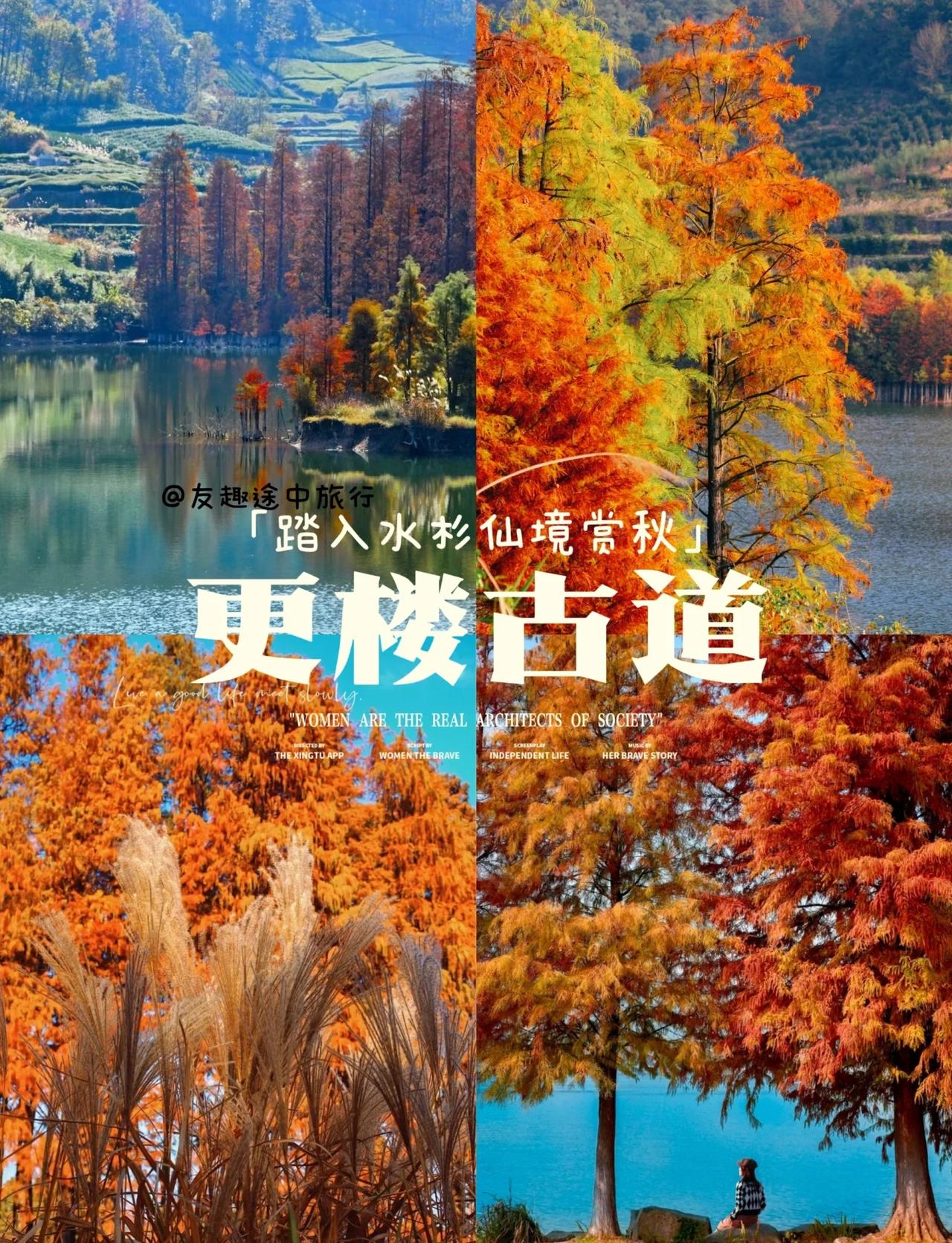 上海周中｜11.12更楼古道，闯入水杉仙境
嵊州一遥山红叶入秋时，山川叠翠古道行