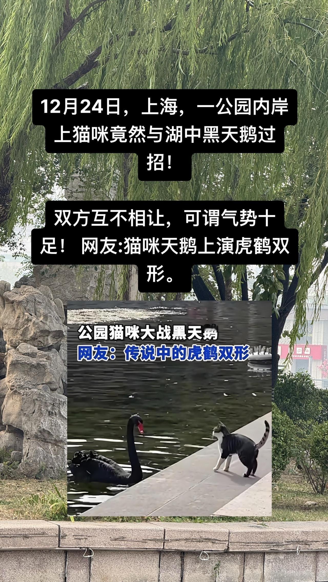拍拍2024